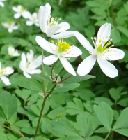 photo fleur