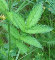 photo feuille