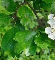 photo plante