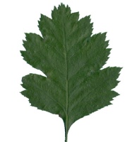 photo feuille