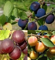 photo fruit