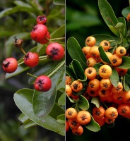 photo fruit