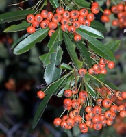 photo fruit