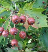 photo fruit