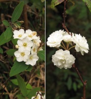 photo fleur