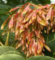 photo fruit