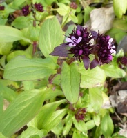photo par défaut