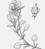 miniature