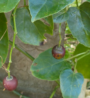 photo fruit
