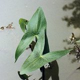 Sagittaire � larges feuilles