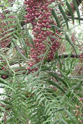 Capri (Italie), 27 septembre 2011
