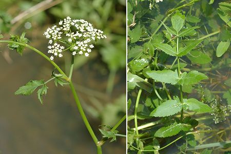 Blussans (Doubs), 18 juin 2007