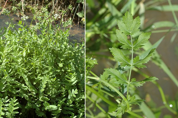 Blussans (Doubs), 18 juin 2007