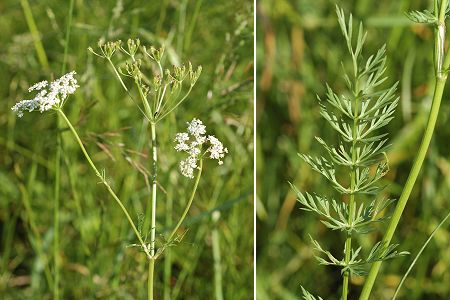 Saulnot (Haute-Saône), 3 juin 2006