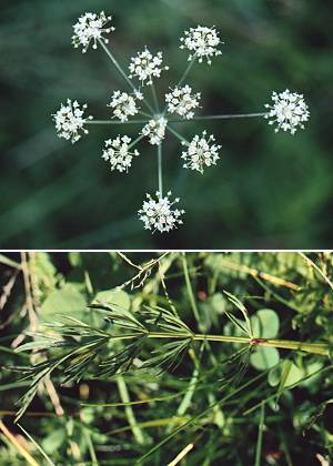 Pierrefontaine-les-Varans (Doubs), 15 août 2001