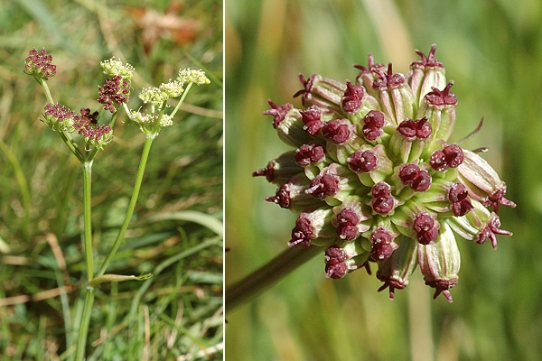 Etang de la Fr�che (Haute-Garonne), 13 ao�t 2009