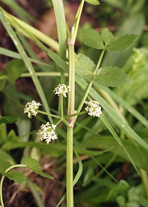 Soustons, lac (Landes), 11 septembre 1993