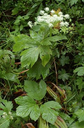 Col des Montets (Haute-Savoie), 2 juillet 2007