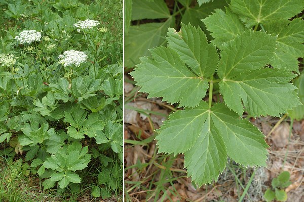 Croix-de-Bauzon (Ard�che), 7 juillet 2011