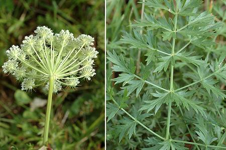 Pont-de-Roide, les Roches (Doubs),  5 juillet 2005