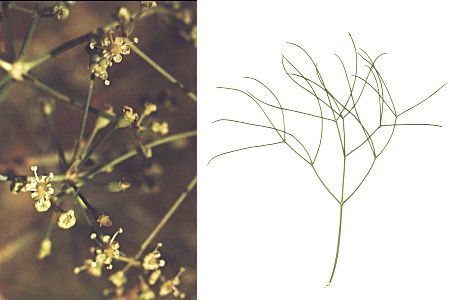 Col de San-Colombano (Corse), 31 juillet 1998