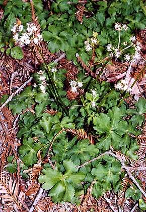 Nogent-sur-Vernisson (Loiret), 14 mai 2002