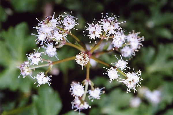 Nogent-sur-Vernisson (Loiret), 14 mai 2002