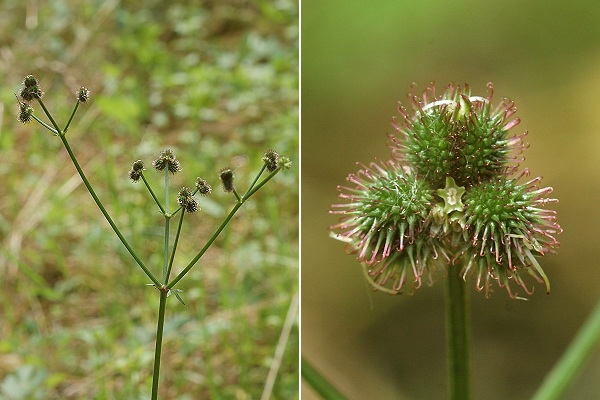 Pont-sur-l'Ognon (Haute-Sa�ne), 4 juillet 2012