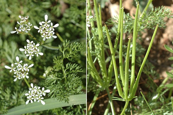 Teyran (H�rault), 8 avril 2012