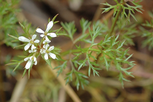 La Bourdonni�re, Marseille (Bouches-du-Rh�ne), 26 avril 2006