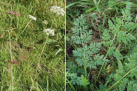 Frédéric-Fontaine (Haute-Saône), 31 août 2010