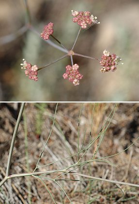 Massif de l'Etoile, Marseille (Bouches-du-Rhône), 12 juillet 2007
