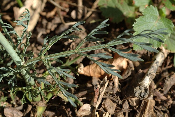 Les Roches, Pont-de-Roide (Doubs), 11 septembre 2006