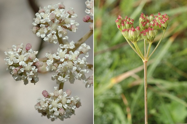 Les Roches, Pont-de-Roide (Doubs) 3 octobre 2005 / Arcey (Doubs), 2 octobre 2006