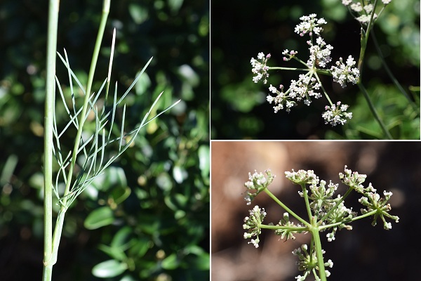 Esparron (Alpes-de-Haute-Provence), 27 août 2018