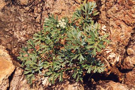 Bussaglia (Corse), 31 octobre 1991