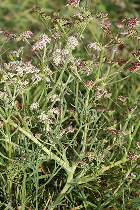 Lirac (Gard), 1 novembre 2009