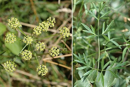 Montenois (Doubs), 5 août 2005