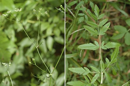 Annezay (Charente-Maritime), 19 juillet 2007