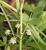 Ache / Faux cresson de fontaine