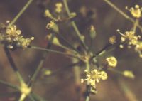 Peucédan en panicule