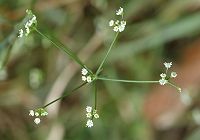 Sison à feuilles de panais