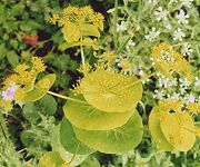 Maceron à feuilles rondes