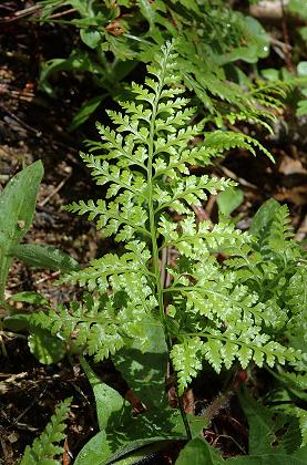 Mileli (Corse), 16 avril 2005