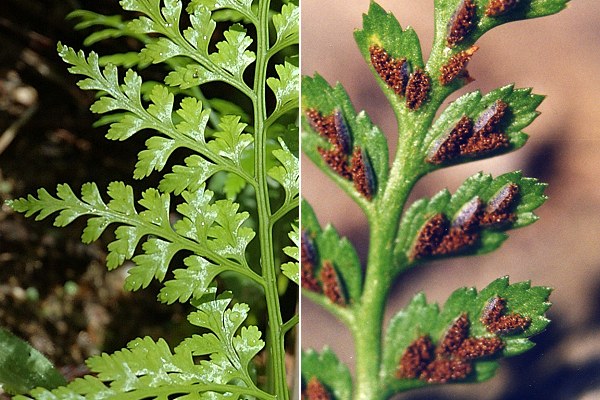 Mileli (Corse), 16 avril 2005 / For�t de Marant (Vend�e), 6 juillet 2000