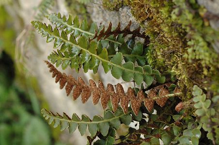 Villers-sur-Saulnot (Haute-Saône), 31 mars 2008