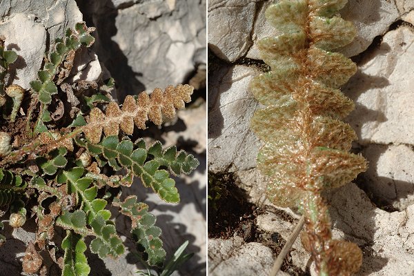 Massif d'Allauch (Bouches-du-Rhône), 13 mars 2008