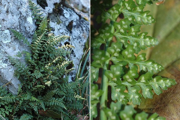 Loulle (Jura), 22 avril 2011