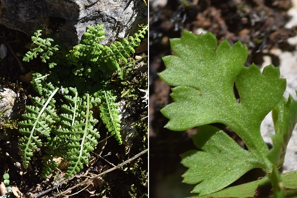 Esparron (Alpes-de-Haute-Provence), 27 août 2018