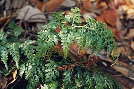 Port-Cros (Var), juillet 1990
